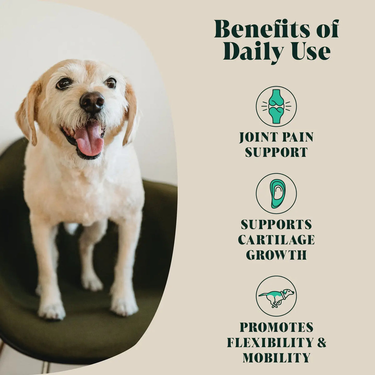 Smiling senior Labrador sitting on a chair next to a list of daily-use benefits of Green Lipped Mussel powder for dogs